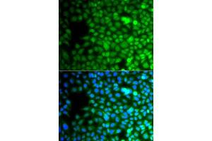 Immunofluorescence analysis of A549 cells using ZNF195 antibody. (ZNF195 抗体  (AA 1-250))