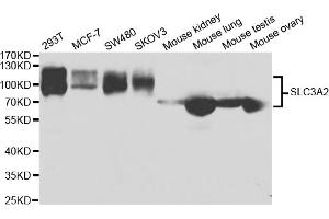 Western blot analysis of extracts of various cell lines, using SLC3A2 antibody (ABIN5973335) at 1/1000 dilution. (SLC3A2 抗体)