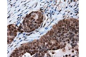 Immunohistochemistry (IHC) image for anti-Tubulin tyrosine Ligase-Like Family, Member 12 (TTLL12) antibody (ABIN1499035) (TTLL12 抗体)
