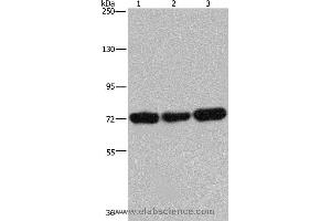 Western blot analysis of 293T, Jurkat and Hela cell, using PCK2 Polyclonal Antibody at dilution of 1:600 (PEPCK 抗体)