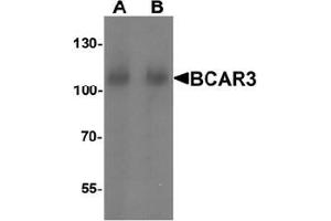 Western blot analysis of BCAR3 in mouse kidney tissue lysate with BCAR3 Antibody  at A) 1 and (B) 2 μg/ml. (BCAR3 抗体  (N-Term))
