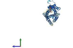 AlphaFold protein structure predicition of Mouse Recombinant Mas1 Protein, UniprotID P30554