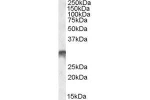 Western Blotting (WB) image for anti-Distal-Less Homeobox 5 (DLX5) (Internal Region) antibody (ABIN2466824) (DLX5 抗体  (Internal Region))