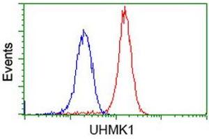 Image no. 3 for anti-U2AF Homology Motif (UHM) Kinase 1 (UHMK1) antibody (ABIN1501671) (UHMK1 抗体)