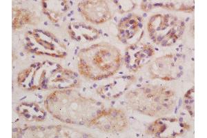 Formalin-fixed and paraffin embedded mouse kidney labeled with Rabbit Anti-CD13/APN/ANPEN Polyclonal Antibody, Unconjugated  at 1:200 followed by conjugation to the secondary antibody and DAB staining (CD13 抗体  (AA 344-444))
