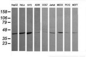 Image no. 3 for anti-Mitogen-Activated Protein Kinase 13 (MAPK13) antibody (ABIN1499956) (MAPK13 抗体)