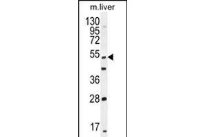 THEMIS Antibody (C-term) (ABIN655135 and ABIN2844761) western blot analysis in mouse liver tissue lysates (35 μg/lane). (THEMIS 抗体  (C-Term))