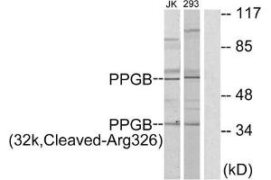 Western blot analysis of extracts from Jurkat cells and 293 cells, treated with etoposide (25uM, 1hour), using PPGB (32k, Cleaved-Arg326) antibody. (CTSA 抗体  (Cleaved-Arg326))