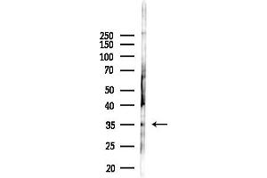 Western blot analysis of lysates from Rat testis, using OR4 Antibody at 1/1000 dilution.
