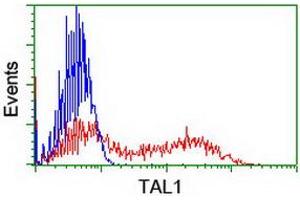 HEK293T cells transfected with either RC222628 overexpress plasmid (Red) or empty vector control plasmid (Blue) were immunostained by anti-TAL1 antibody (ABIN2455266), and then analyzed by flow cytometry. (TAL1 抗体)