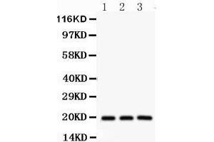 Western Blotting (WB) image for anti-serine/arginine-Rich Splicing Factor 3 (SRSF3) (AA 1-29), (N-Term) antibody (ABIN3043298) (SRSF3 抗体  (N-Term))