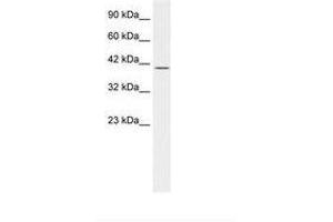 Image no. 1 for anti-POU domain, class 2, transcription factor 2 (POU2F2) (AA 26-75) antibody (ABIN202584)