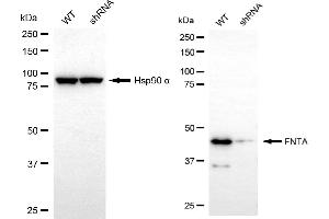 Western blotting analysis using FNTA antibody (ABIN7798574). (Recombinant FNTA 抗体)