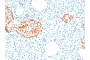 Formalin-fixed, paraffin-embedded human Pancreas stained with Chromogranin A Mouse Recombinant Monoclonal Antibody (rCHGA/798). (Recombinant Chromogranin A 抗体)