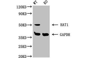 Western Blotting (WB) image for anti-Histone Acetyltransferase 1 (HAT1) (AA 245-419), (Catalytic Subunit) antibody (ABIN7155291)