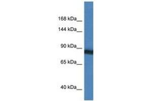 Image no. 1 for anti-Sema Domain, Immunoglobulin Domain (Ig), Transmembrane Domain (TM) and Short Cytoplasmic Domain, (Semaphorin) 4D (SEMA4D) (AA 90-139) antibody (ABIN6747452)