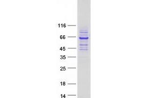 Western Blotting (WB) image for Rhotekin (RTKN) (Transcript Variant 1) protein (Myc-DYKDDDDK Tag) (ABIN2730884)