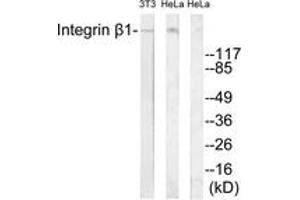 Western blot analysis of extracts from 3T3/HeLa cells, treated with H2O2 100uM 30', using Integrin beta1 (Ab-788) Antibody. (ITGB1 抗体  (AA 749-798))