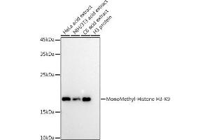 Western blot analysis of extracts of various cell lines, using MonoMethyl-Histone H3-K9 antibody (ABIN7267685) at 1:1000 dilution.