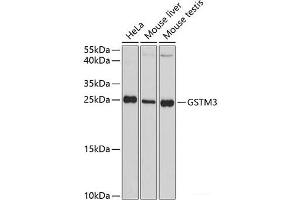 Western blot analysis of extracts of various cell lines using GSTM3 Polyclonal Antibody at dilution of 1:3000. (GSTM3 抗体)