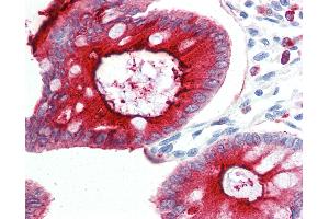 Anti-CD66acd antibody IHC of human colon. (CD66acd 抗体)