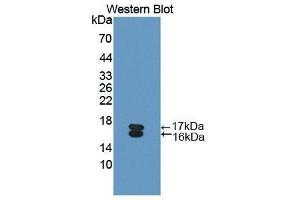 Western Blotting (WB) image for anti-Osteoglycin (OGN) (AA 180-298) antibody (ABIN1175793) (OGN 抗体  (AA 180-298))