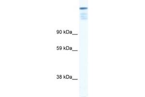 Western Blotting (WB) image for anti-Zinc Finger Protein 106 Homolog (ZFP106) antibody (ABIN2460682) (ZFP106 抗体)