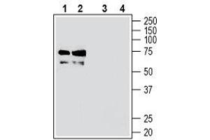 Western blot analysis of mouse brain membranes (lanes 1 and 3) and rat brain membranes (lanes 2 and 4): - 1, 2. (TMEM119 抗体  (Extracellular, N-Term))
