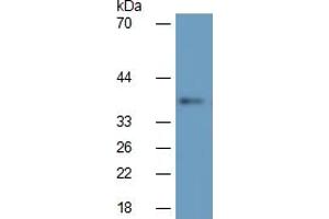 Rabbit Detection antibody from the kit in WB with Positive Control:  Sample Mouse liver lysate.