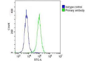 Overlay histogram showing Hela cells stained with (ABIN6242746 and ABIN6578636) (green line). (RPS7 抗体  (AA 158-191))