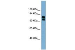 Image no. 1 for anti-Transient Receptor Potential Cation Channel, Subfamily A, Member 1 (TRPA1) (AA 539-588) antibody (ABIN6741957) (TRPA1 抗体  (AA 539-588))