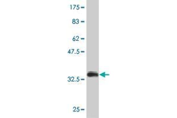 ZNF181 antibody  (AA 354-461)