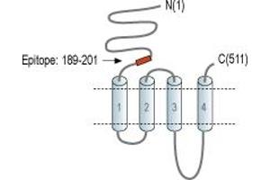 anti-Cholinergic Receptor, Nicotinic, alpha 2 (Neuronal) (CHRNA2) (AA 189-201), (Extracellular), (N-Term) antibody
