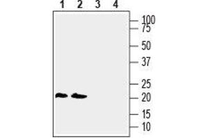 Western blot analysis of human THP-1 monocytic leukemia cell line lysate (lanes 1 and 3) and human Jurkat T-cell leukemia cell line lysate (lanes 2 and 4): - 1, 2. (LYNX1 抗体  (Extracellular, N-Term))