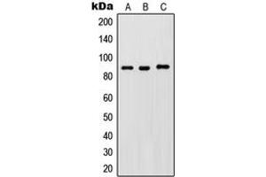 Western blot analysis of IKK beta (pY188) expression in HeLa LPS-treated (A), Raw264. (IKBKB 抗体  (pTyr188))