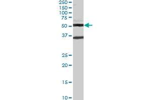 STAU2 monoclonal antibody (M04), clone 1B9. (Double-stranded RNA-binding protein Staufen homolog 2 (STAU2) (AA 2-90) 抗体)