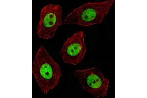 Fluorescent image of A549 cell stained with GTF2I Antibody (C-term) (ABIN390868 and ABIN2841085)/SA091106AV. (GTF2I 抗体  (C-Term))