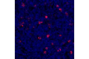 Immunofluorescence (IF) image for anti-Lymphocyte-Activation Gene 3 (LAG3) (AA 500-525) antibody (ABIN7454036)