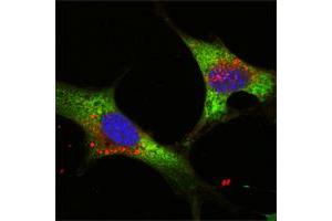Image no. 1 for anti-Lin-28 Homolog A (C. Elegans) (LIN28A) (AA 93-209) antibody (ABIN466777) (LIN28A 抗体  (AA 93-209))