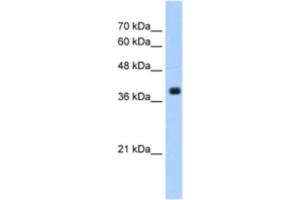 Western Blotting (WB) image for anti-Farnesyltransferase, CAAX Box, alpha (FNTA) antibody (ABIN2463191) (FNTA 抗体)