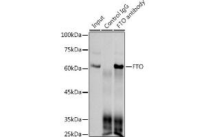 Immunoprecipitation analysis of 300 μg extracts of 293T cells using 3 μg FTO antibody (ABIN1679842, ABIN3018203, ABIN3018204 and ABIN7101583). (FTO 抗体)