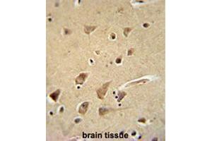 GPC5 Antibody (N-term) immunohistochemistry analysis in formalin fixed and paraffin embedded human brain tissue followed by peroxidase conjugation of the secondary antibody and DAB staining. (GPC5 抗体  (N-Term))