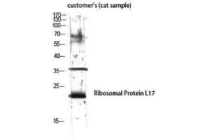 Western Blotting (WB) image for anti-Ribosomal Protein L17 (RPL17) (Internal Region) antibody (ABIN3177231) (RPL17 抗体  (Internal Region))