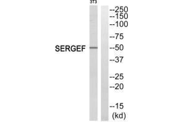 SERGEF 抗体