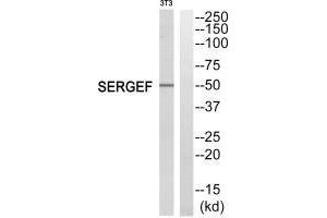 Western blot analysis of extracts from NIH/3T3 cells, using SERGEF antibody. (SERGEF 抗体)