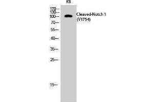 Western Blotting (WB) image for anti-Notch 1 (NOTCH1) (cleaved), (Val1754) antibody (ABIN3181819) (Notch1 抗体  (cleaved, Val1754))