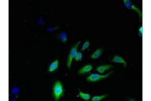 Immunofluorescent analysis of Hela cells using ABIN7165869 at dilution of 1:100 and Alexa Fluor 488-congugated AffiniPure Goat Anti-Rabbit IgG(H+L) (NKG7 抗体  (AA 30-60))