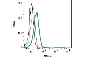 Cell surface detection of CaV1.