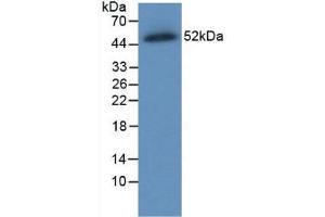 Western blot analysis of recombinant Human FPN. (SLC40A1 抗体  (AA 127-321))