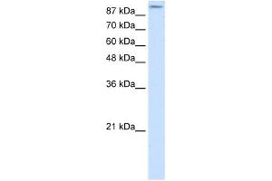 GRIA2 antibody (20R-1333) used at 0. (GRIA2 抗体  (N-Term))